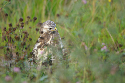 BUITEN BEELD Foto: 41815