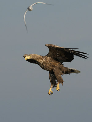 BUITEN BEELD Foto: 41833