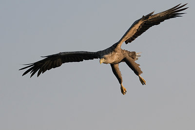 BUITEN BEELD Foto: 41834