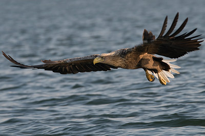 BUITEN BEELD Foto: 41835