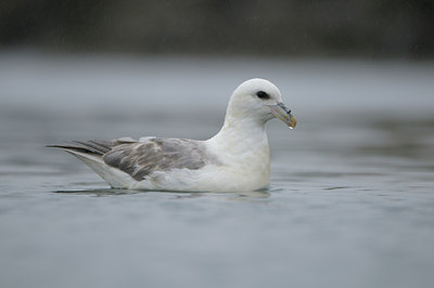 BUITEN BEELD Foto: 41839