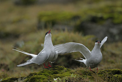 BUITEN BEELD Foto: 41840
