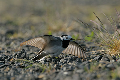 BUITEN BEELD Foto: 41856