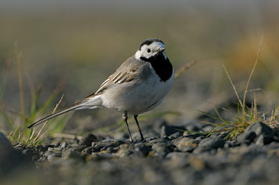 BUITEN BEELD Foto: 41857