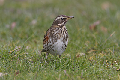 BUITEN BEELD Foto: 41878