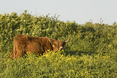 BUITEN BEELD Foto: 41883