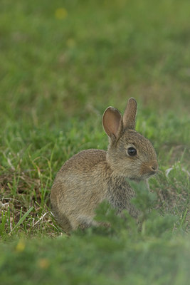 BUITEN BEELD Foto: 41887