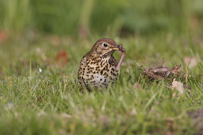 BUITEN BEELD Foto: 41889