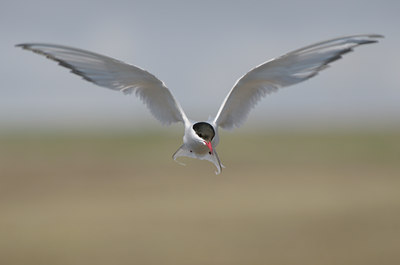 BUITEN BEELD Foto: 41892