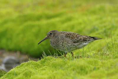 BUITEN BEELD Foto: 41894