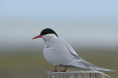 BUITEN BEELD Foto: 41897