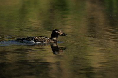 BUITEN BEELD Foto: 41944