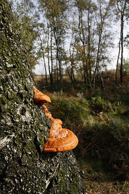 BUITEN BEELD Foto: 41976