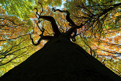 BUITEN BEELD Foto: 419023