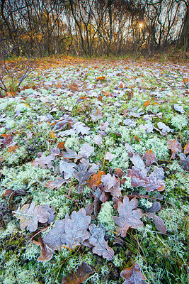 BUITEN BEELD Foto: 419066