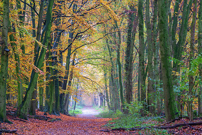 BUITEN BEELD Foto: 419102