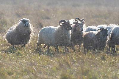 BUITEN BEELD Foto: 419111