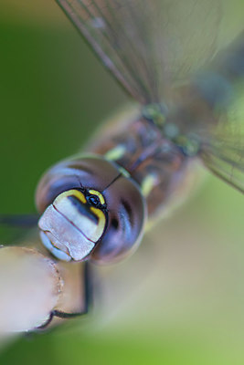 BUITEN BEELD Foto: 419119