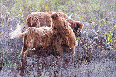 BUITEN BEELD Foto: 419148