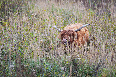 BUITEN BEELD Foto: 419165