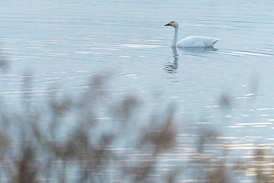BUITEN BEELD Foto: 419216