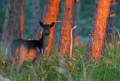 BUITEN BEELD Foto: 419217