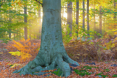 BUITEN BEELD Foto: 419227