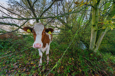 BUITEN BEELD Foto: 419228