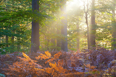 BUITEN BEELD Foto: 419268