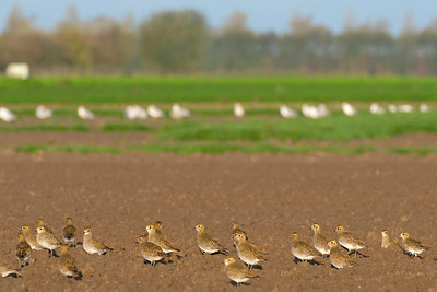 BUITEN BEELD Foto: 419302