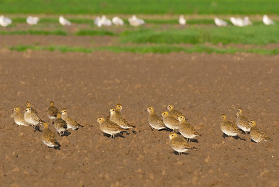 BUITEN BEELD Foto: 419322