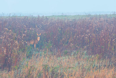 BUITEN BEELD Foto: 419367