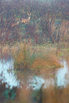 BUITEN BEELD Foto: 419385