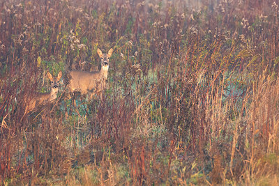 BUITEN BEELD Foto: 419406