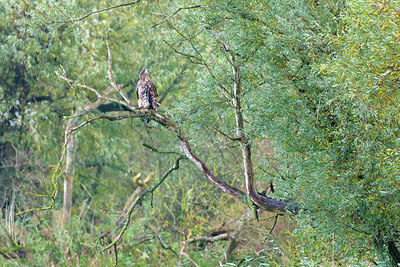 BUITEN BEELD Foto: 419516