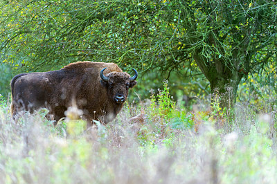 BUITEN BEELD Foto: 419525