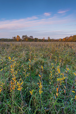 BUITEN BEELD Foto: 419550