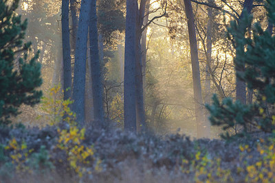 BUITEN BEELD Foto: 419608