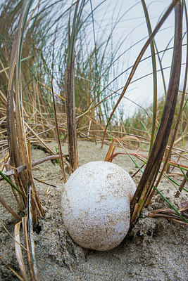 BUITEN BEELD Foto: 419617