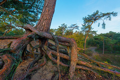 BUITEN BEELD Foto: 419668