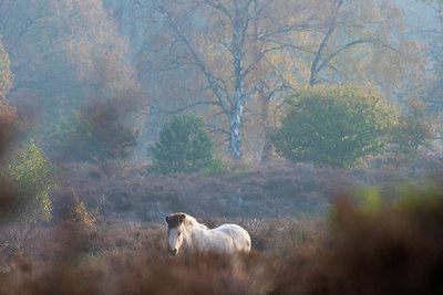 BUITEN BEELD Foto: 419764