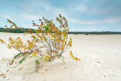 BUITEN BEELD Foto: 419777