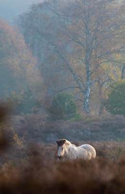 BUITEN BEELD Foto: 419778