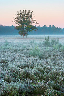 BUITEN BEELD Foto: 419808