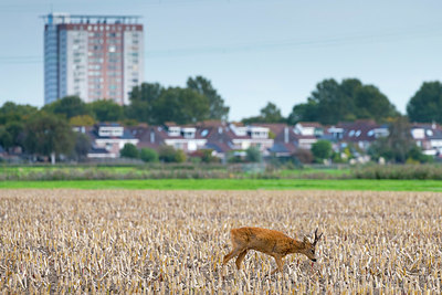 BUITEN BEELD Foto: 419834