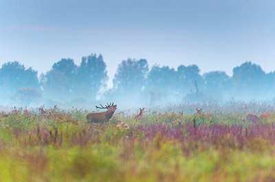 BUITEN BEELD Foto: 419847