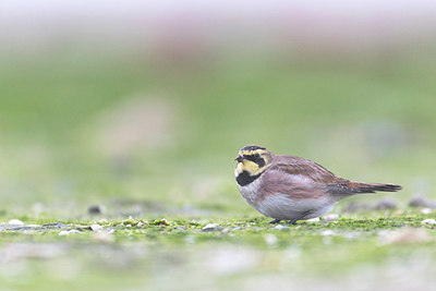 BUITEN BEELD Foto: 419895