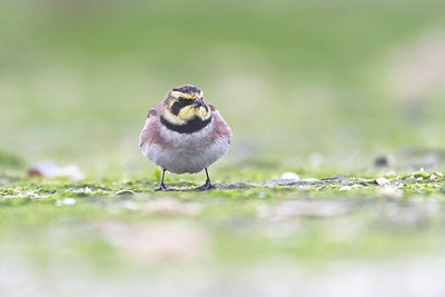 BUITEN BEELD Foto: 419912