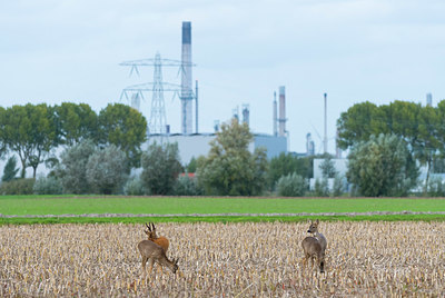 BUITEN BEELD Foto: 419938