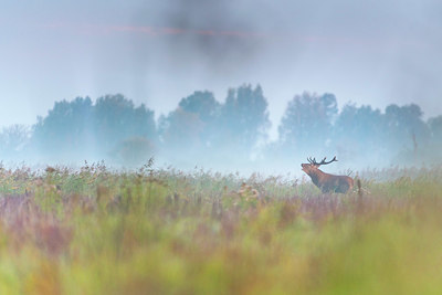 BUITEN BEELD Foto: 419952